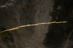 Achnatherum bromoides