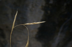 Achnatherum bromoides