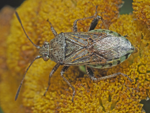 banded rhopalid, photo 4 of 10