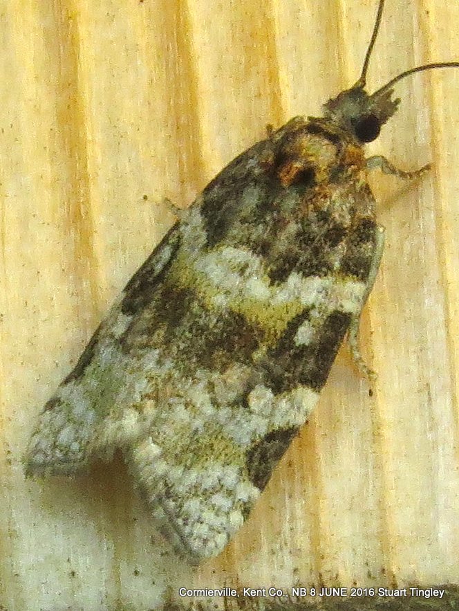 Fall Spruce Needle Moth