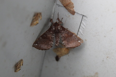 Apatelodes albipunctata