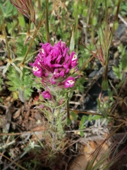 Castilleja exserta