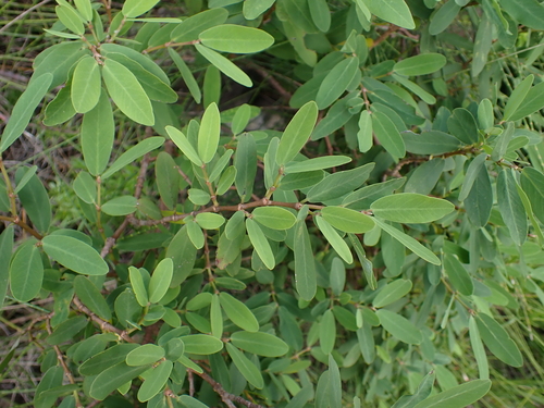 Euphorbia celastroides observed 2026-05-02