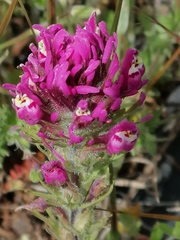 Castilleja exserta