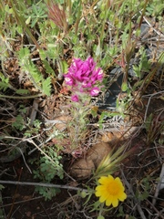 Castilleja exserta