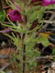 Castilleja exserta