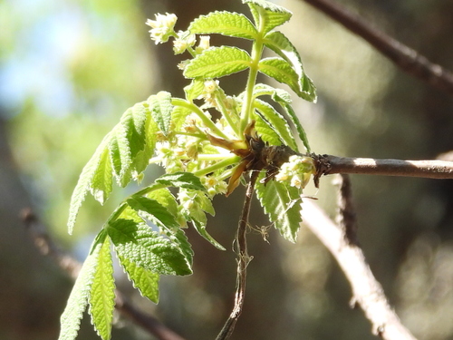 Bursera cuneata, photograph 2