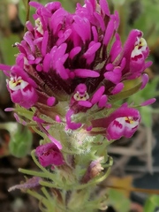 Castilleja exserta