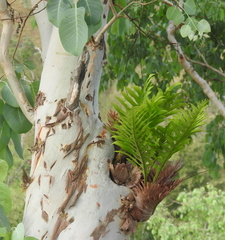 Drynaria quercifolia