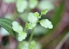 Campanula californica