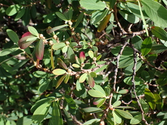 Euphorbia celastroides, photograph (c) Neal Kelso, some rights reserved (CC BY)