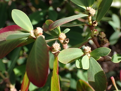 Euphorbia celastroides, photograph (c) Neal Kelso, some rights reserved (CC BY)