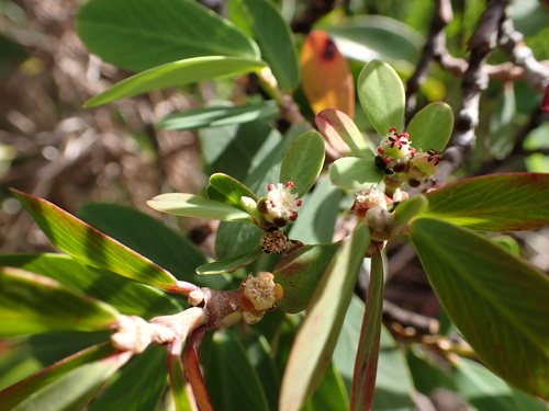 Euphorbia celastroides observed 2026-05-02