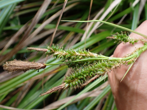 Carex wahuensis observed 2026-05-02