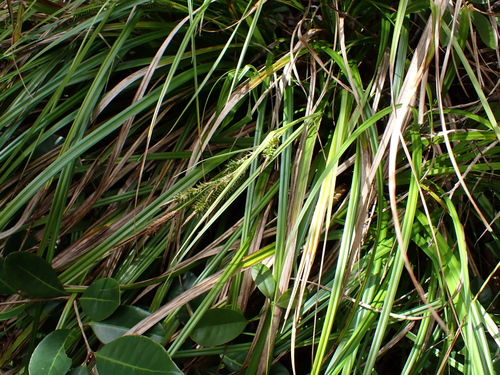 Carex wahuensis, photograph 5