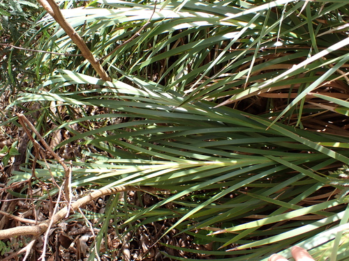 Machaerina mariscoides observed 2026-05-02
