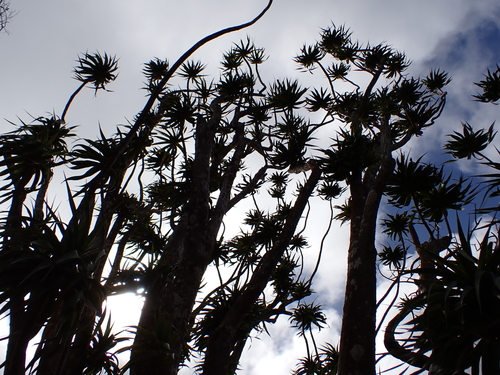 Dracaena halapepe observed 2026-05-02