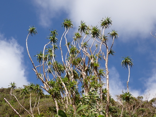 Dracaena halapepe observed 2026-05-02