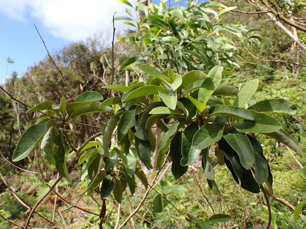 Bonamia menziesii; photograph (c) Neal Kelso, some rights reserved (CC BY)