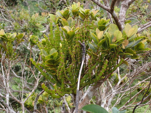 Korthalsella complanata observed 2026-05-02