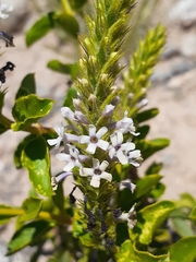 Acantholippia