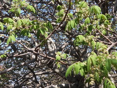 Bursera cuneata