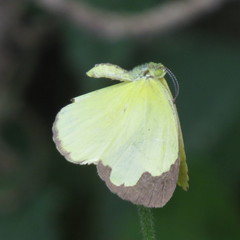 Eurema hecabe solifera