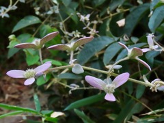 Congea tomentosa