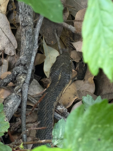 iNaturalist observation photo of Sierra Garter Snake