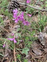 Phlox nivalis