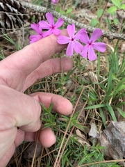 Phlox nivalis
