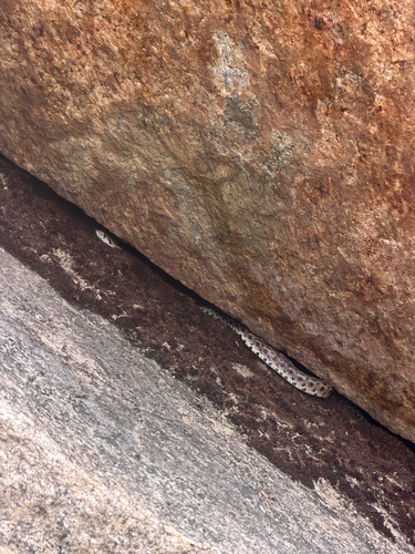 iNaturalist observation photo of Gopher Snake