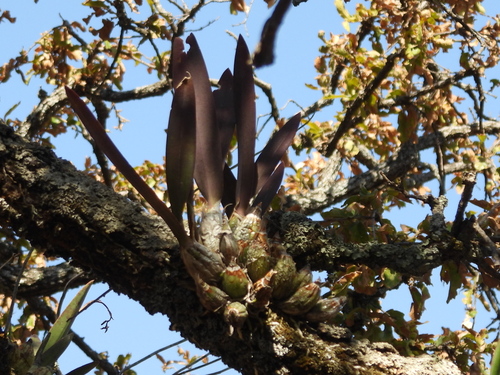 Laelia speciosa, photograph 3