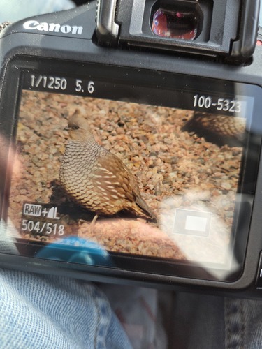 Scaled Quail