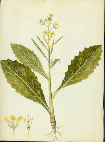 Brassica juncea