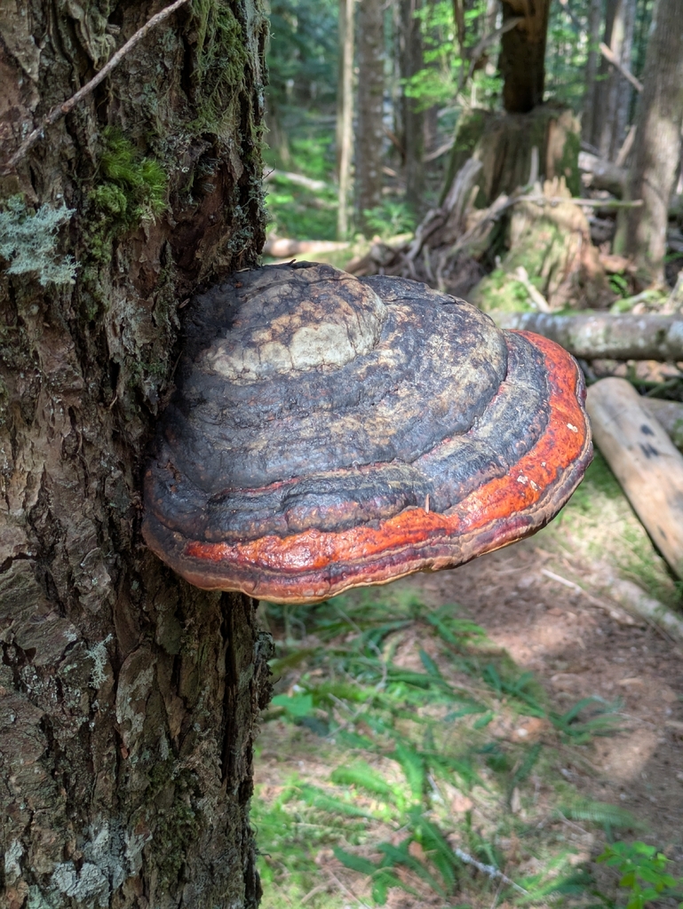 Fomitopsis mounceae · May 2026 · photo: © sandy42448 (iNaturalist, cc-by)