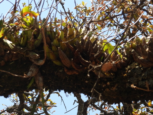 Laelia autumnalis, photograph 2