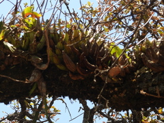 (c) Oscar Alejandro Morales Juárez, some rights reserved (CC BY-SA) Laelia autumnalis, photograph (c) Oscar Alejandro Morales Juárez, some rights reserved (CC BY-SA)