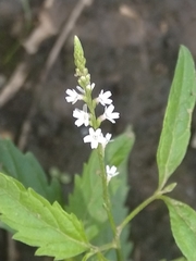Verbena gracilescens