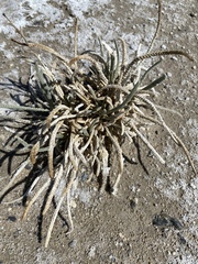 Ivesia kingii eremica