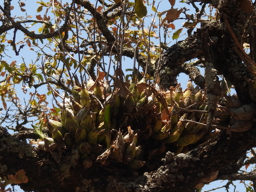 Laelia eyermaniana