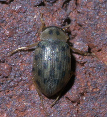 Berosus pantherinus