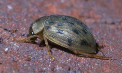 Berosus pantherinus