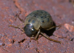 Berosus pantherinus
