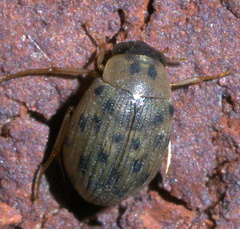 Berosus pantherinus