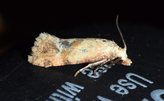 Platphalonidia magdalenae