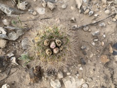 Echinomastus intertextus dasyacanthus