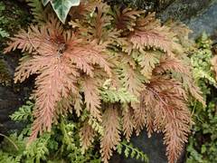 Selaginella moellendorffii