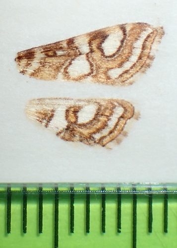 Nymphula Moth photo 4