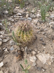 Echinomastus intertextus dasyacanthus